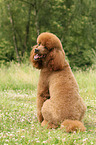 sitting Giant Poodle