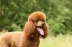 Giant Poodle Portrait