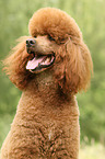 Giant Poodle Portrait