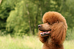 Giant Poodle Portrait