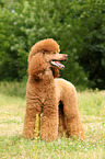 Giant Poodle