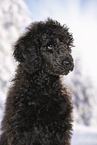 young male royal poodle