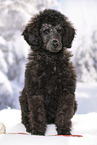 young male royal poodle