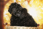 young male royal poodles