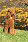 sitting Giant Poodle