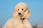 young Giant Poodle