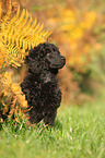 Giant Poodle Puppy