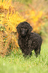 Giant Poodle Puppy