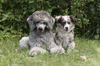 Giant Poodle with Australian Shepherd