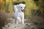 running Giant Poodle