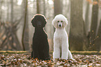 Giant Poodles
