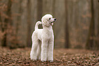 Giant Poodle