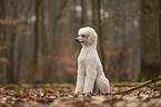 Giant Poodle