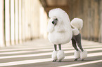 Giant Poodle