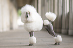 Giant Poodle