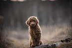 Giant Poodle puppy