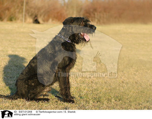 sitzender Riesenschnauzer / sitting giant schnauzer / SST-01268