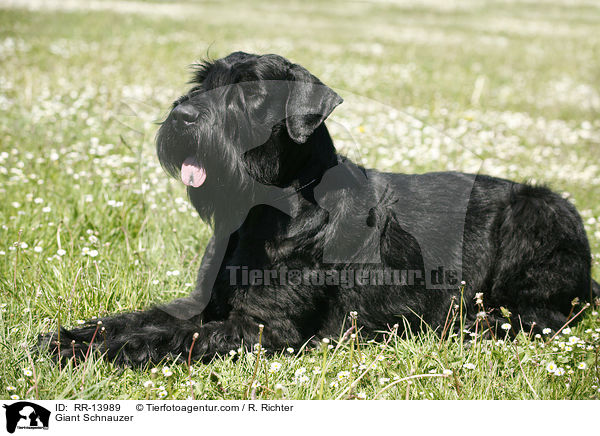 Riesenschnauzer / Giant Schnauzer / RR-13989