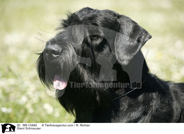 Riesenschnauzer / Giant Schnauzer / RR-13990