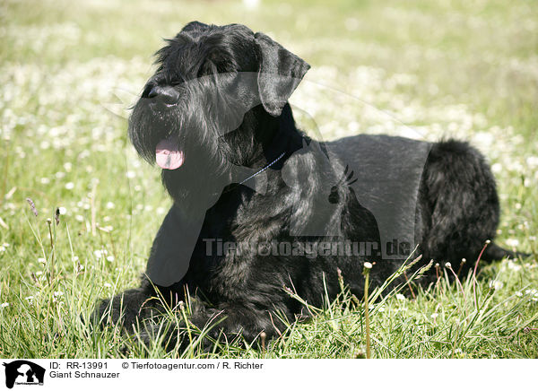 Riesenschnauzer / Giant Schnauzer / RR-13991