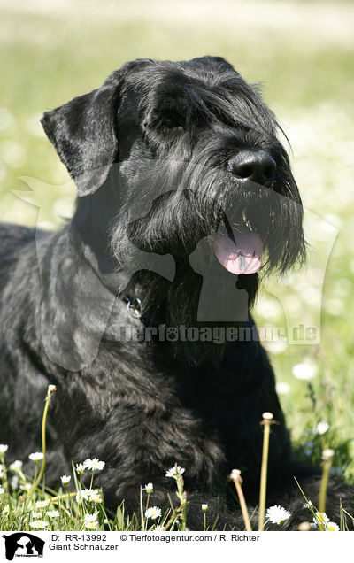 Riesenschnauzer / Giant Schnauzer / RR-13992