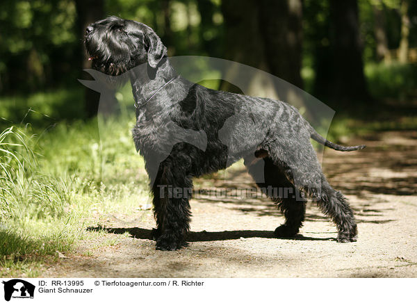 Riesenschnauzer / Giant Schnauzer / RR-13995