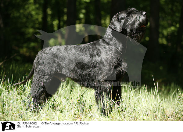 Riesenschnauzer / Giant Schnauzer / RR-14002