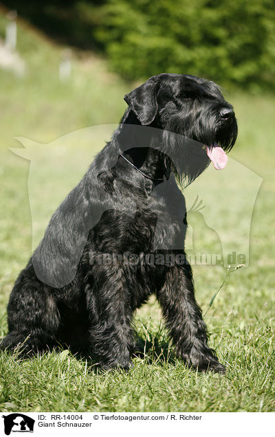 Riesenschnauzer / Giant Schnauzer / RR-14004