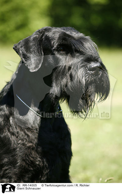 Riesenschnauzer / Giant Schnauzer / RR-14005