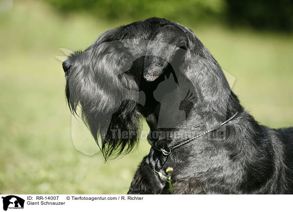 Riesenschnauzer / Giant Schnauzer / RR-14007