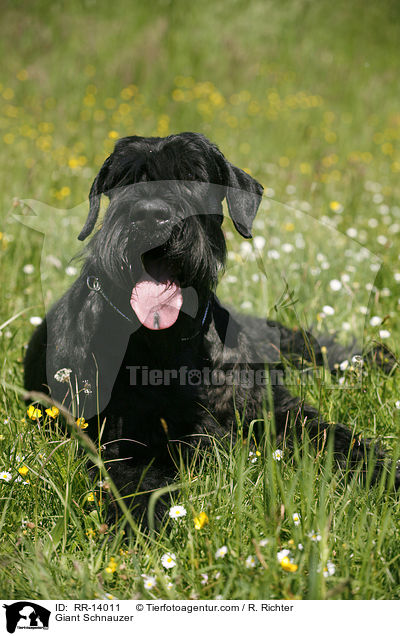 Riesenschnauzer / Giant Schnauzer / RR-14011