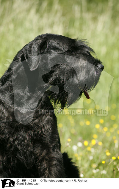 Riesenschnauzer / Giant Schnauzer / RR-14015