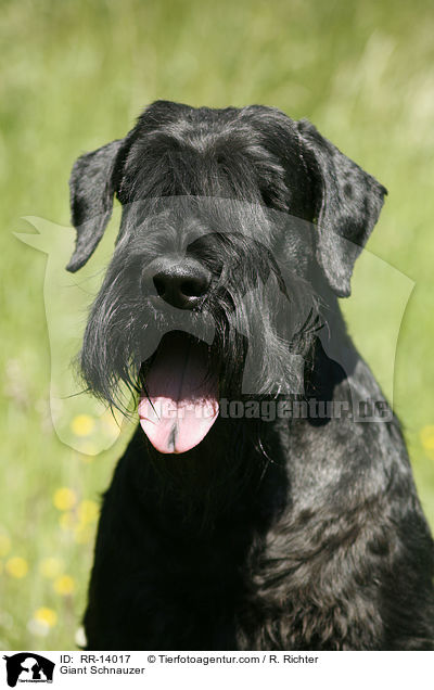 Riesenschnauzer / Giant Schnauzer / RR-14017