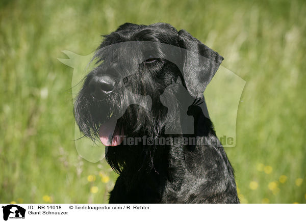 Riesenschnauzer / Giant Schnauzer / RR-14018