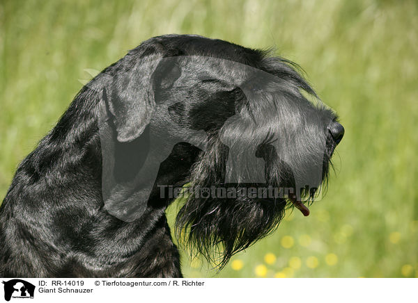 Riesenschnauzer / Giant Schnauzer / RR-14019