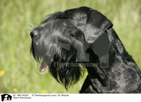 Riesenschnauzer / Giant Schnauzer / RR-14020