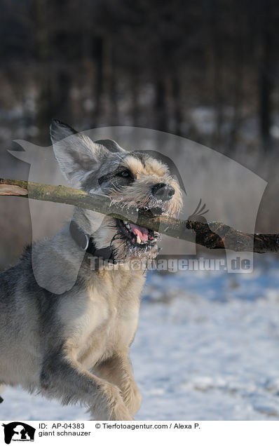 Riesenschnauzer / giant schnauzer / AP-04383