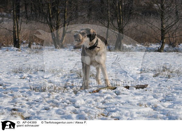 Riesenschnauzer / giant schnauzer / AP-04389