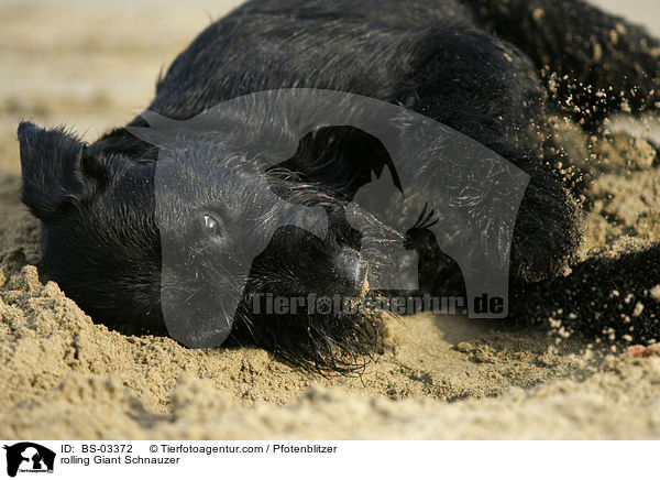 rolling Giant Schnauzer / BS-03372