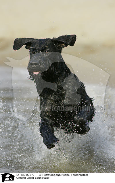 running Giant Schnauzer / BS-03377