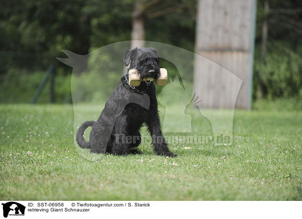 apportierender Riesenschnauzer / retrieving Giant Schnauzer / SST-06958