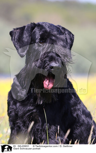 Giant Schnauzer portrait / DG-05651