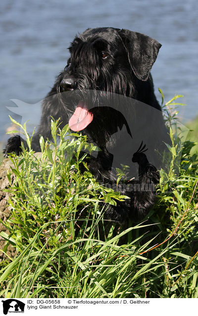 lying Giant Schnauzer / DG-05658