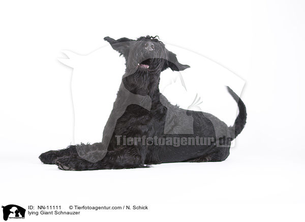 lying Giant Schnauzer / NN-11111