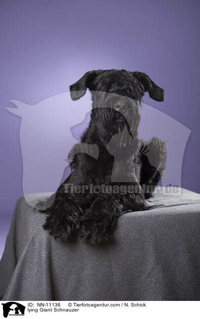 liegender Riesenschnauzer / lying Giant Schnauzer / NN-11136