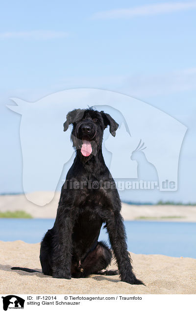 sitting Giant Schnauzer / IF-12014