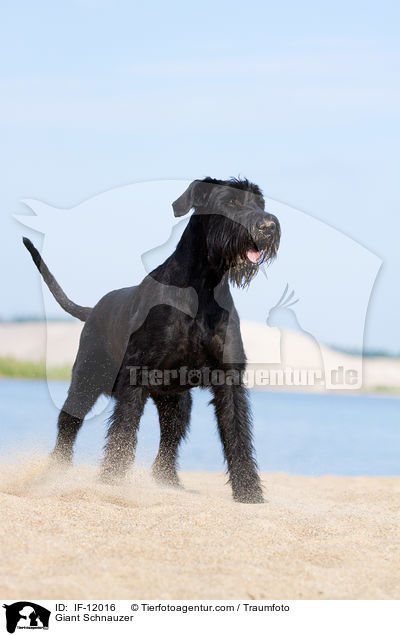 Giant Schnauzer / IF-12016