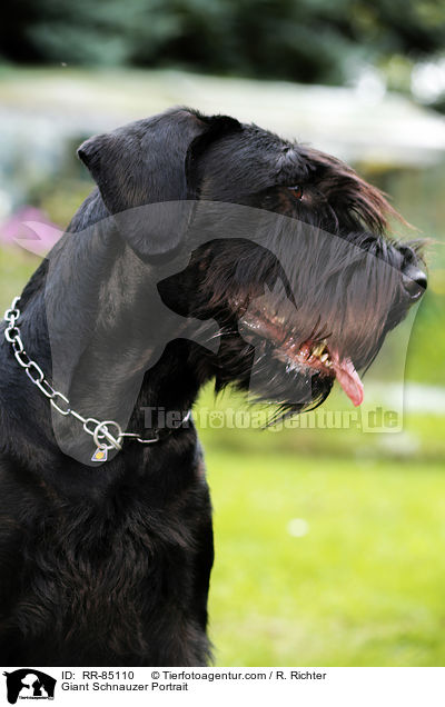 Giant Schnauzer Portrait / RR-85110