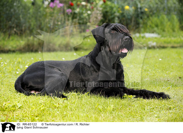 lying Giant Schnauzer / RR-85122