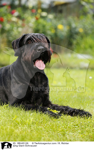 lying Giant Schnauzer / RR-85126